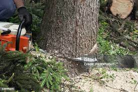 Leaf Removal in New Boston, TX